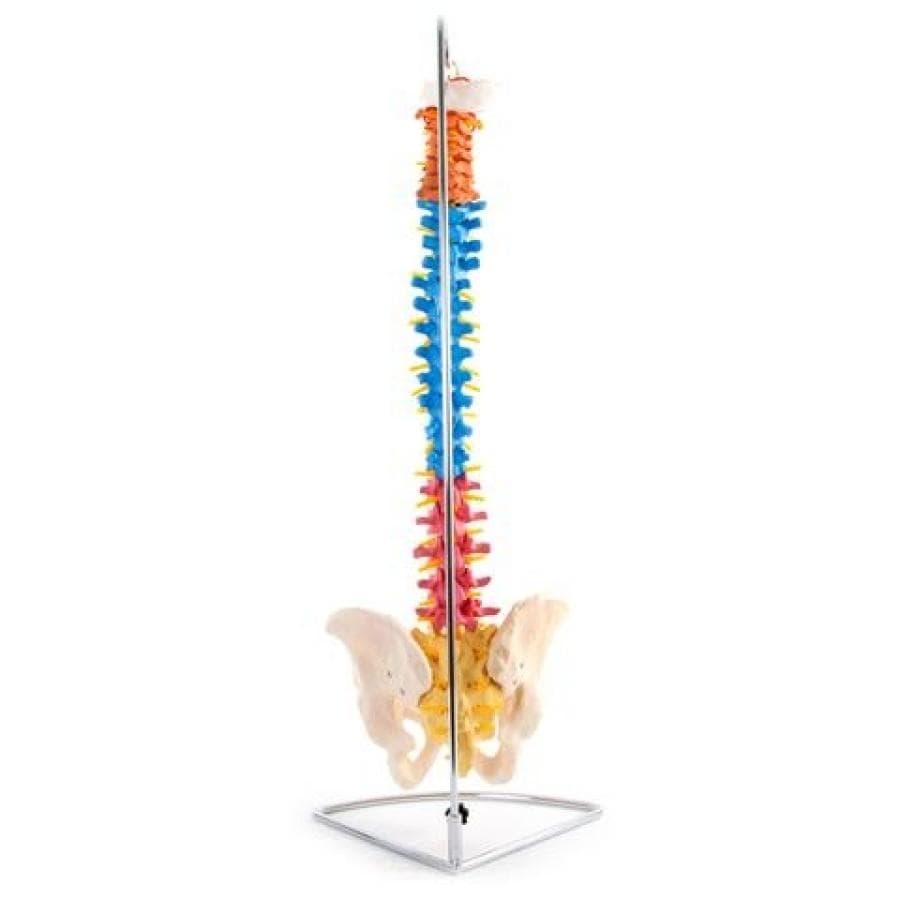66FIT Vertebral Column With Pelvis (Coloured)