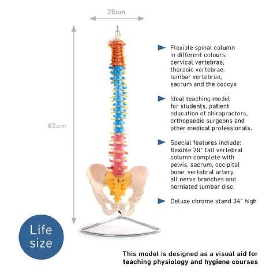 66FIT Vertebral Column With Pelvis (Coloured) - image 2