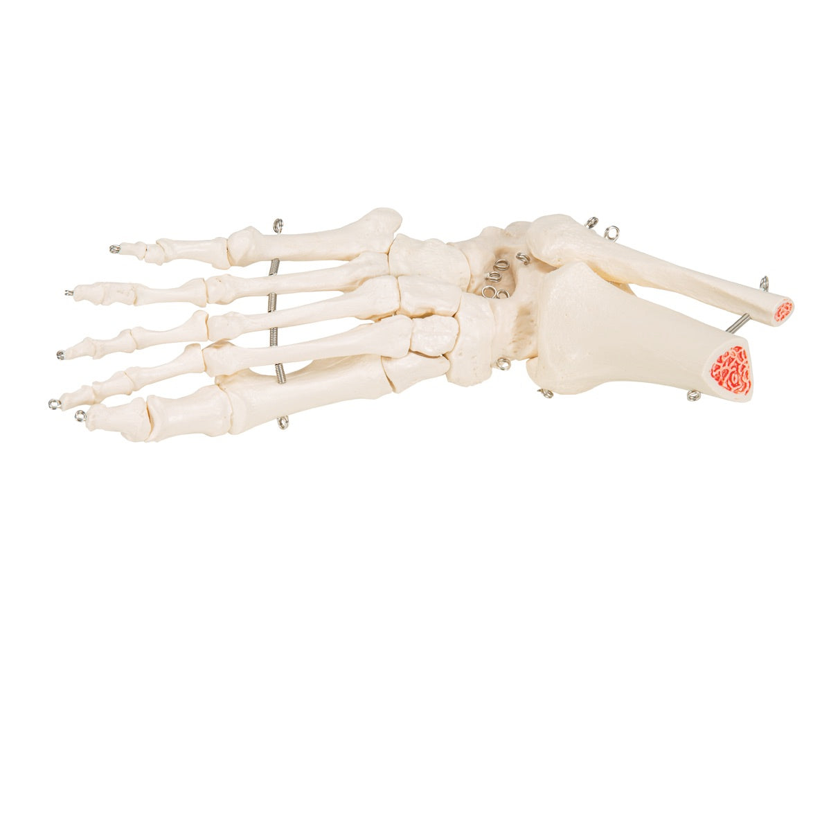 3B Scientific Foot & Ankle Skeleton - image 6