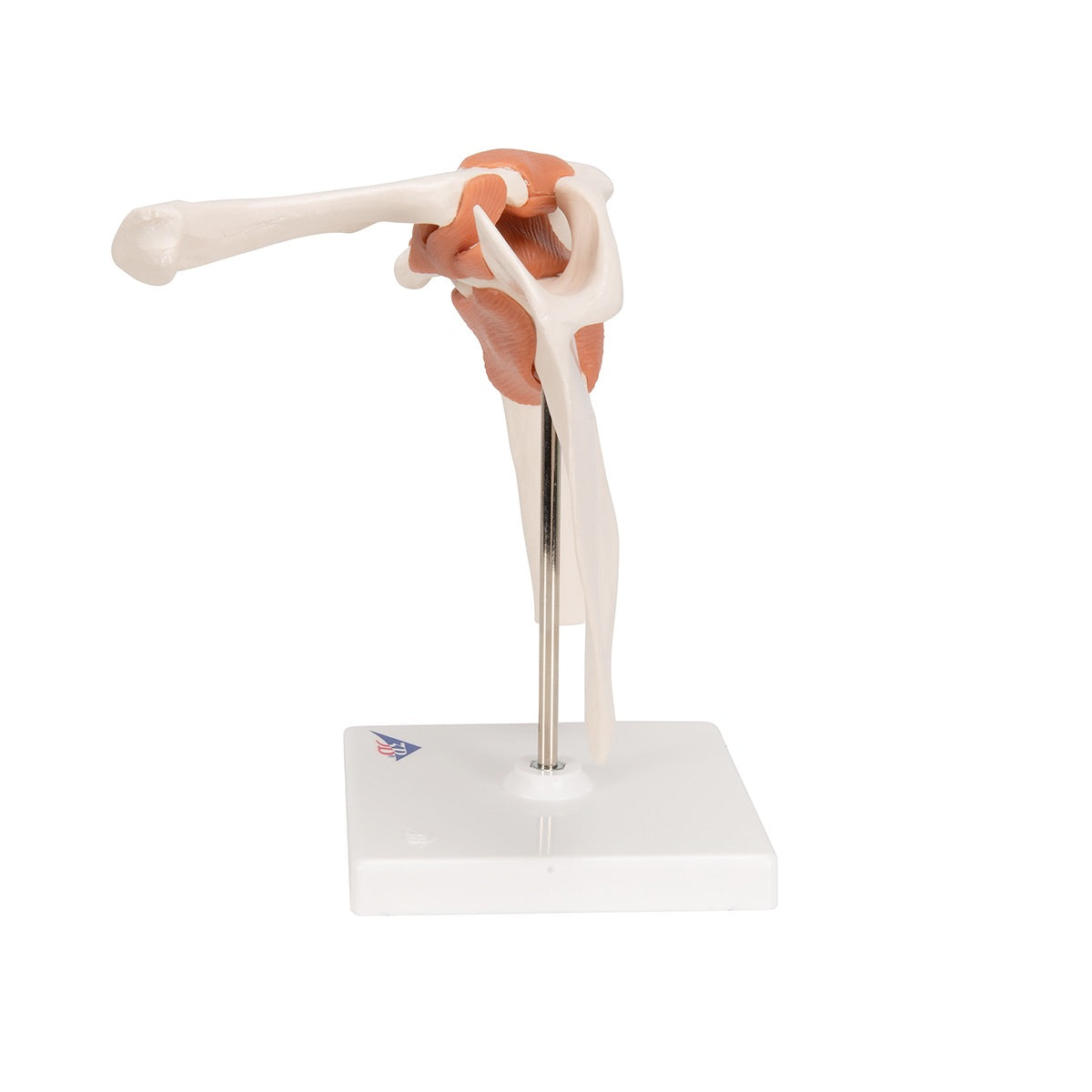 3B Shoulder Model detail