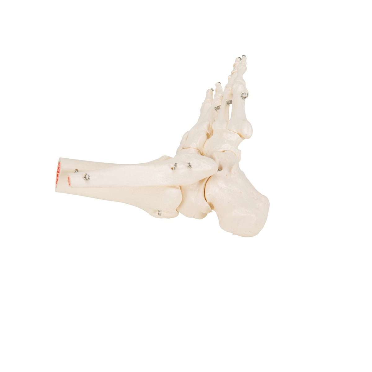 3B Scientific Foot & Ankle Skeleton - image 5