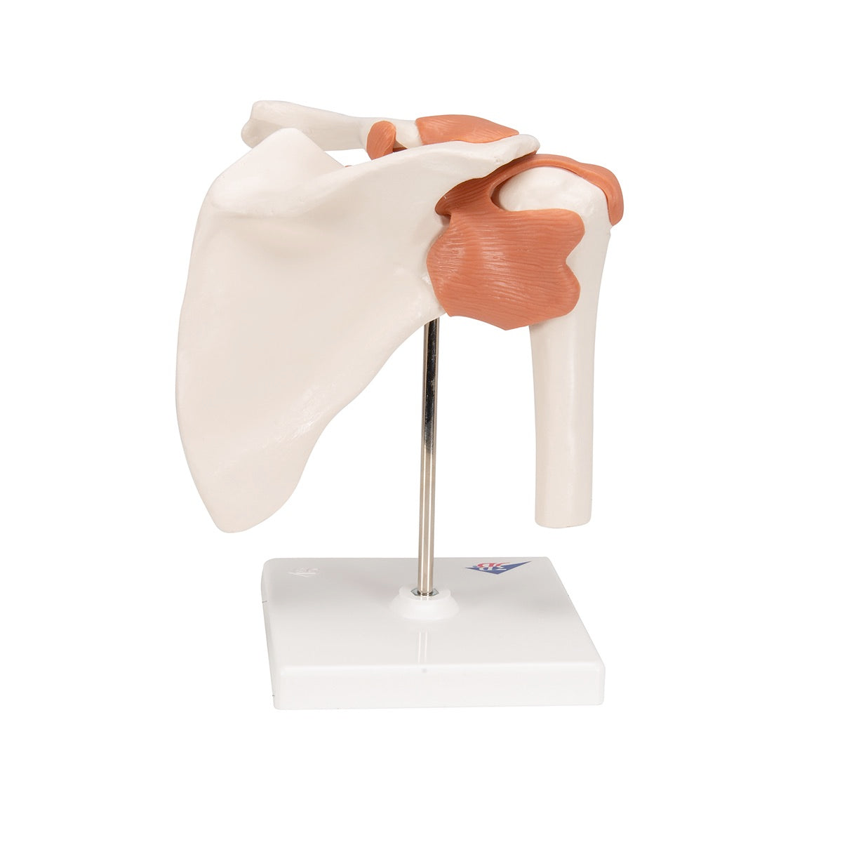 3B Shoulder Model front view