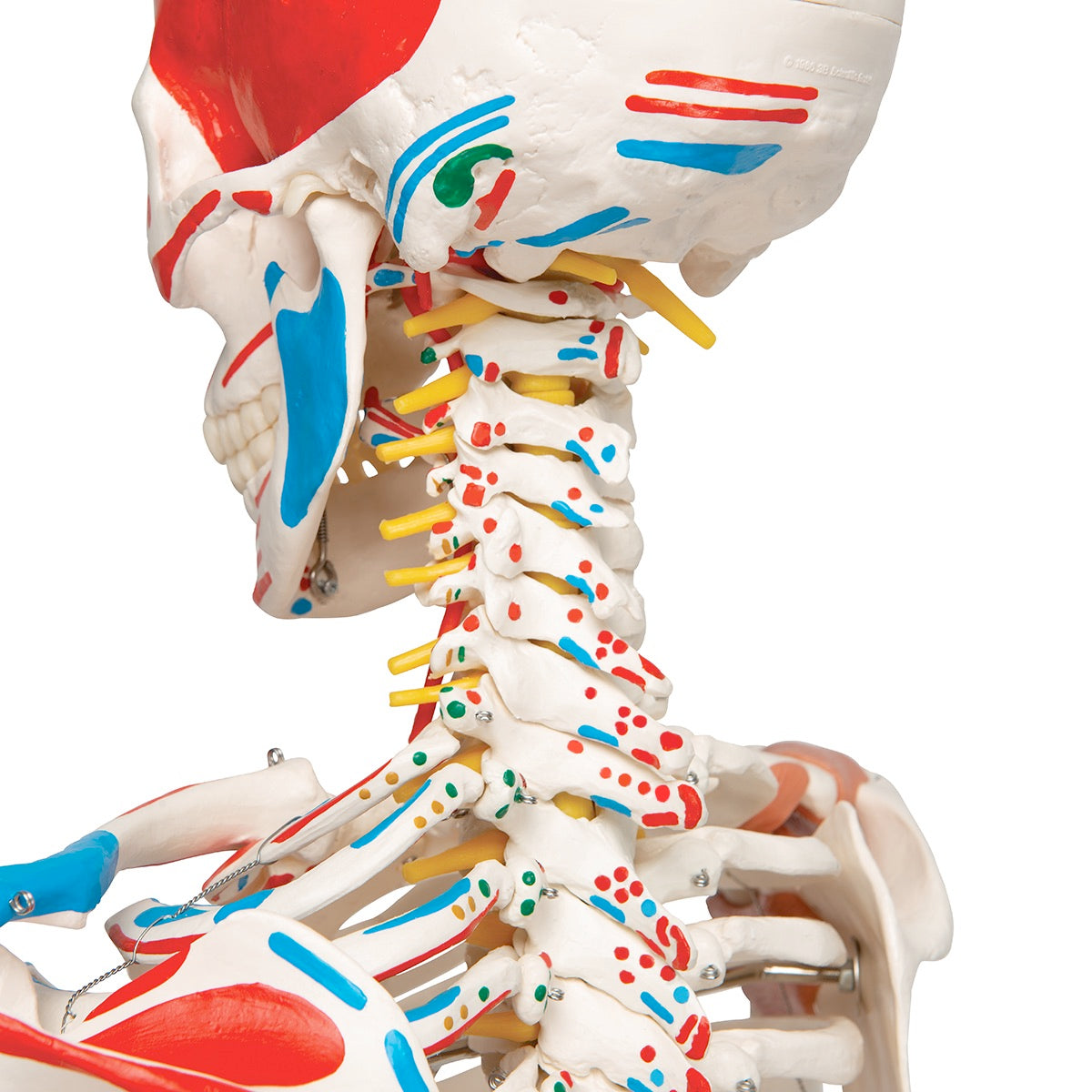 3B Scientific SAM Skeleton hands