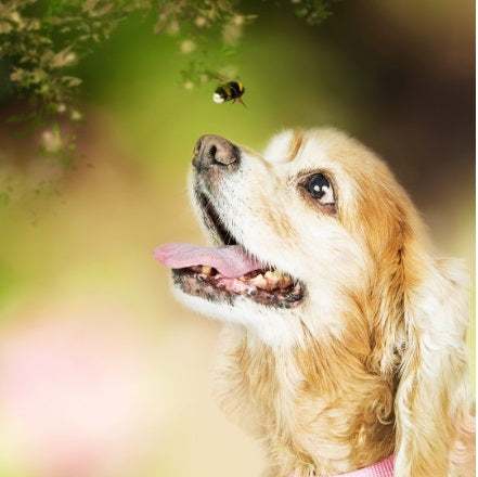 Roar STING-DOC Drops issues,Sting Doc Oral Drops,Sting Relief Drops,Stung by bee,stung by wasp