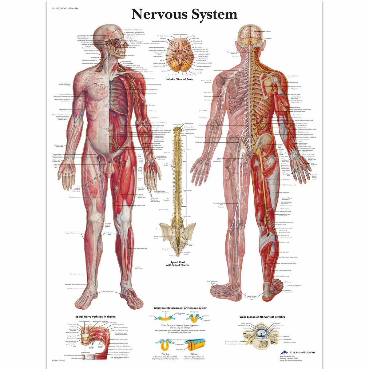 Chart The Nervous System