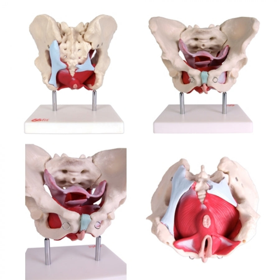 66FIT Female Pelvic Muscles & Organs - image 3