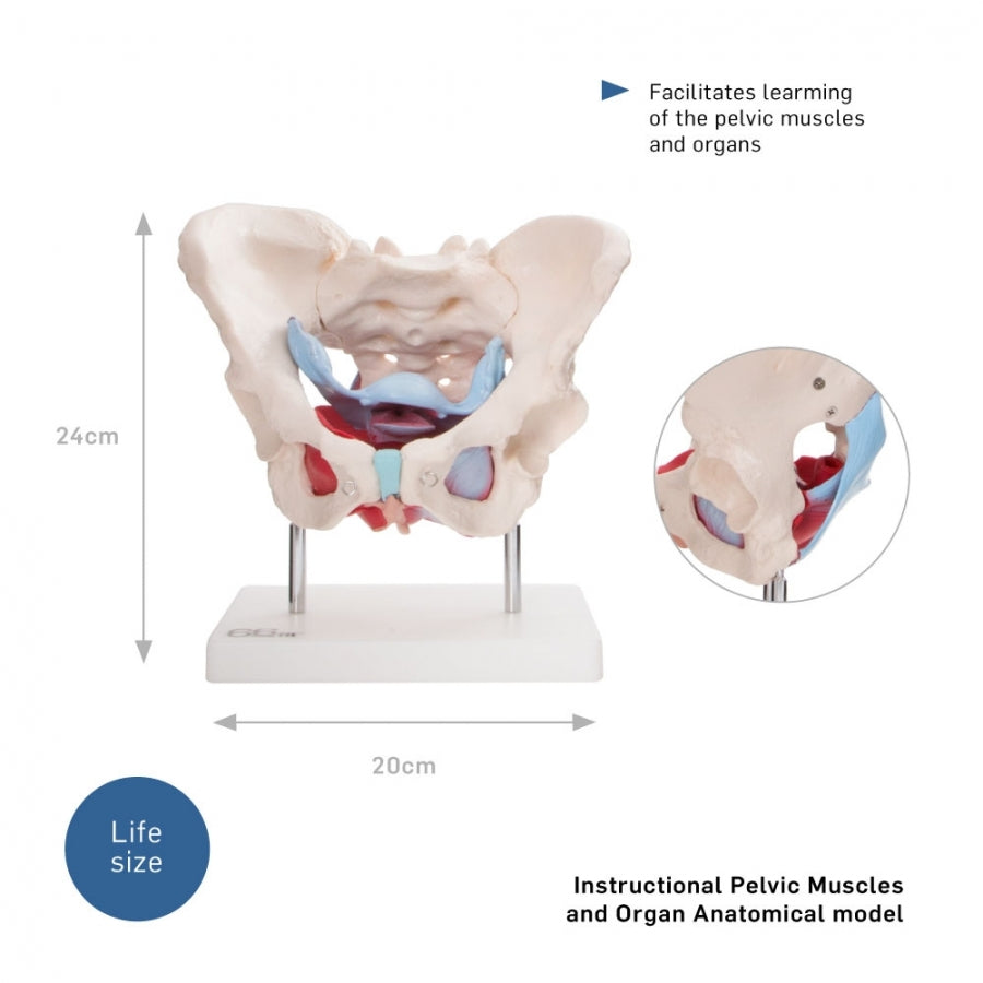 66FIT Female Pelvic Muscles & Organs - image 2