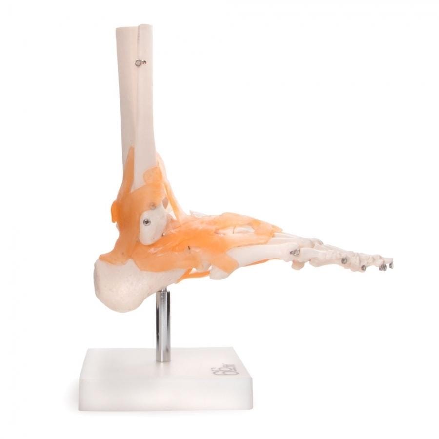 Anatomical Model Foot Joint With Ligaments
