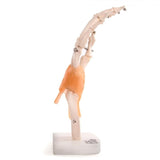 Anatomical Model Human Hand Joint With Ligaments - image 3