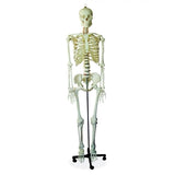 Human Skeleton - 170CM Tall