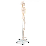 Human Skeleton - 170CM Tall - image 3
